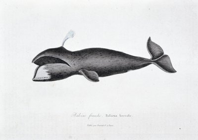 Naturhistorisk plate: Zoologisk tavle som representerer høyrehvalen, Balaena borealis - i "" Works of Buffon"" av naturforsker Georges Louis Leclerc, greve av Buffon (1707 - 1788). Gravering fra 1837. av Georges Louis Leclerc