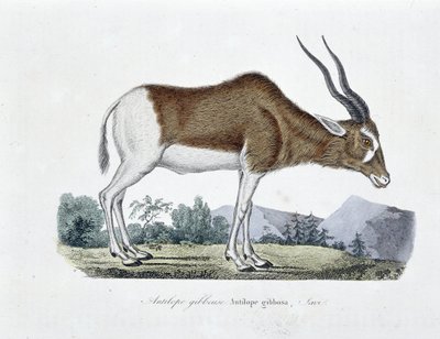 Naturhistorisk plate: Zoologisk kart som viser Gibbous Antilope, Gibbosa Antilope, Savi - i "" Completely Works of Buffon"" av naturforsker Georges Louis Leclerc, greve av Buffon (1707 - 1788). Gravering fra 1837. av Georges Louis Leclerc