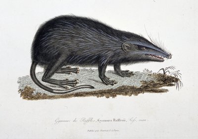 Naturhistorisk plate: Zoologisk kart som viser The Gymnure of Raffles, Gymnura Rafflesii, Lefs, man - i "" Completes of Buffon"" av naturforsker Georges Louis Leclerc, greve av Buffon (1707 - 1788). Gravering fra 1837. av Georges Louis Leclerc