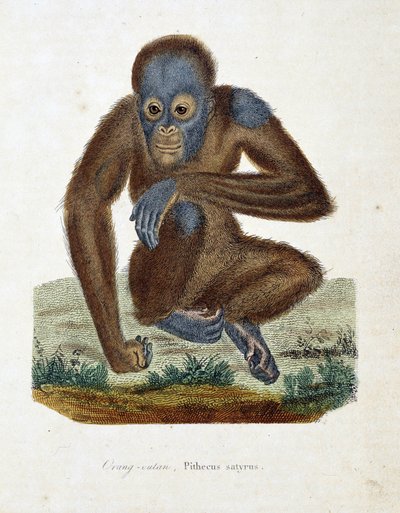 Naturhistorisk plate: Zoologisk kart som viser Orang outan (orang outan, orang outang, orang outang), Pithecus satyrus - i "" Completes of Buffon" av naturforsker Georges Louis Leclerc, greve av Buffon (1707 - 1788). Gravering fra 1837. av Georges Louis Leclerc