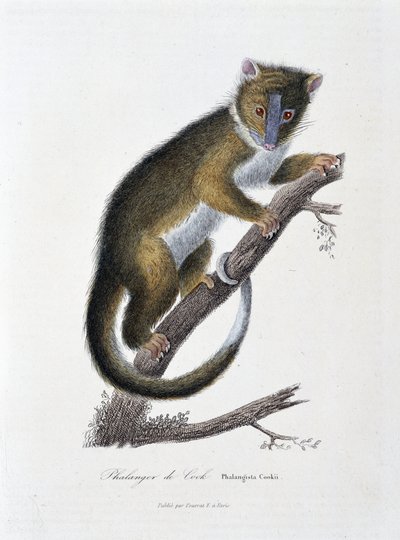 Naturhistorisk plate: Zoologisk kart som viser Phalanger of Cook (Phalangista Cookii) - i "" Works of Buffon" av naturforsker Georges Louis Leclerc, greve av Buffon (1707 - 1788). Gravering fra 1837. av Georges Louis Leclerc