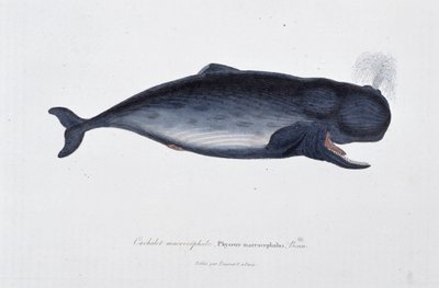 Naturhistorisk plate: Zoologisk kart som viser makrocephal spermhval, Physeter macrocephalus, Bonn - i "" Works of Buffon"" av naturforsker Georges Louis Leclerc, greve av Buffon (1707 - 1788). Gravering fra 1837. av Georges Louis Leclerc