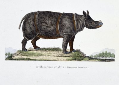 Naturhistorisk plate: Zoologisk kart som representerer neshornet på Java (Rhinoceros Javanicus) - i "" Completely Works of Buffon"" av naturforsker Georges Louis Leclerc, greve av Buffon (1707 - 1788). Gravering fra 1837. av Georges Louis Leclerc