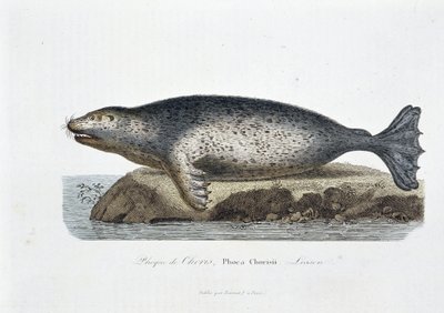 Naturhistorisk tavle: Zoologisk tavle som viser seglet til Choris, Phoca Chorisii, Leksjon - i "" Works of Buffon"" av naturforsker Georges Louis Leclerc, greve av Buffon (1707 - 1788). Gravering fra 1837. av Georges Louis Leclerc