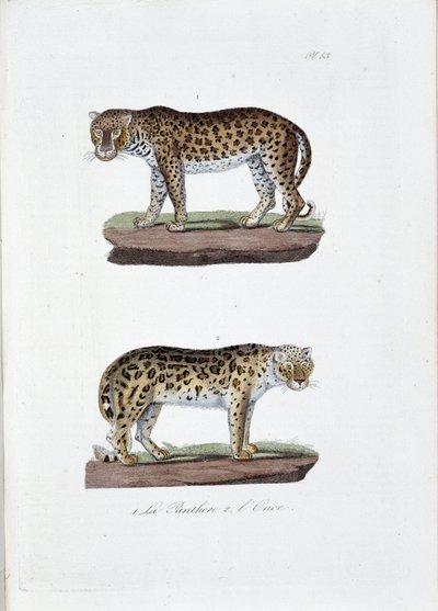 Naturhistorisk styre: Zoologisk styre som representerer 1. The Panghere og 2. L