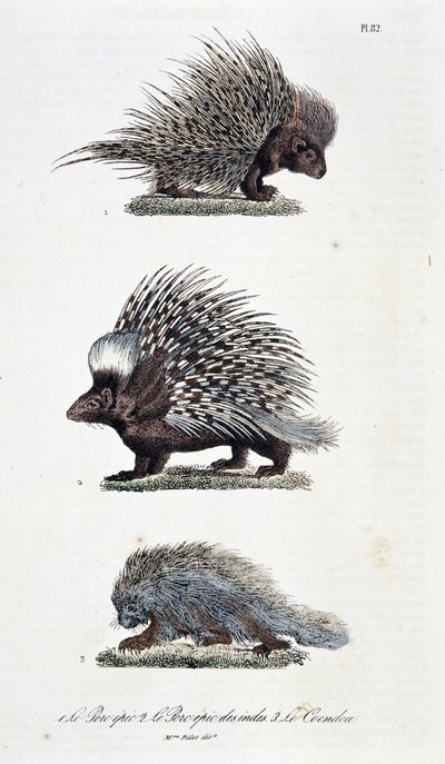 Naturhistorisk styre: Zoologisk styre som representerer 1. Det episke svinekjøtt, 2. Det episke svinekjøttet i India og 3. Le Coendou - i "" Complete Works of Buffon"" av naturforsker Georges Louis Leclerc, greve av Buffon (1707 - 1788). Gravering fra 1837 av Georges Louis Leclerc