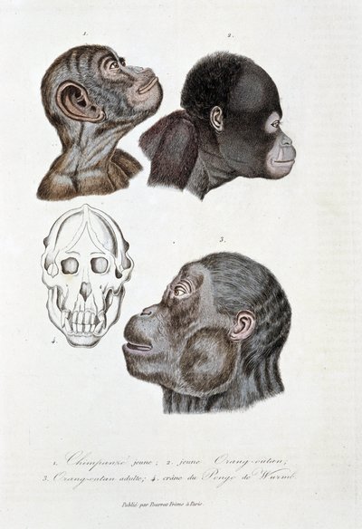 Naturhistorisk styre: Zoologisk styre som representerer 1. Ung sjimpanse; 2. ung orangutang (orangutang, orangutang, orangutang); 3. Orang ut en voksen; 4. Crane du Pongo de Wurmb - i "" Complete Works of Buffon"" av naturforsker Georges Louis Leclerc, av Georges Louis Leclerc