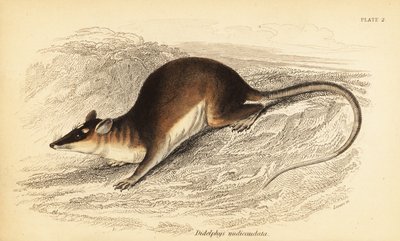 Brun firøyet opossum, Metachirus nudicaudatus. ,1841 (gravering) av Georges Robert Waterhouse