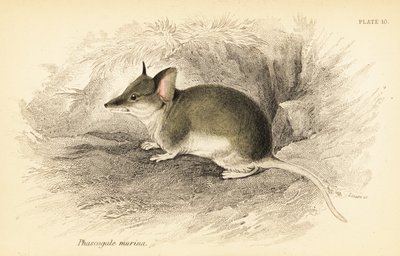 Vanlig dunnart, Sminthopsis murina. ,1841 (gravering) av Georges Robert Waterhouse