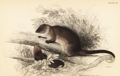 Jeg kan se den vanlige ringhale, Pseudocheirus peregrinus. ,1841 (gravering) av Georges Robert Waterhouse