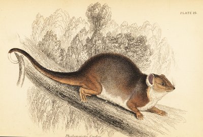 Jeg kan se den vanlige ringhale, Pseudocheirus peregrinus. ,1841 (gravering) av Georges Robert Waterhouse