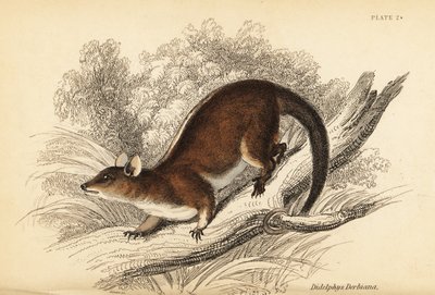 Derbys ullene opossum, Caluromys derbianus. ,1841 (gravering) av Georges Robert Waterhouse