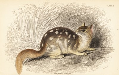 Østlig quoll, Dasyurus vaskebjørn. Truet. ,1841 (gravering) av Georges Robert Waterhouse