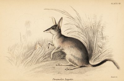 Større bilby, Macrotis lagotis. Truet. ,1841 (gravering) av Georges Robert Waterhouse