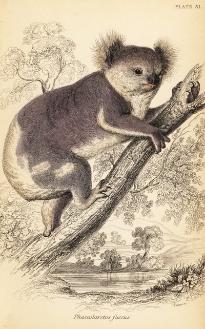 Koala, Phascolarctos cinereus., 1841 (gravering) av Georges Robert Waterhouse