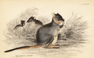 Langfot potoroo, Potorous longipes. Sårbar., 1841 (gravering) av Georges Robert Waterhouse
