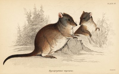 Langneset potoroo, Potorous tridactylus tridactylus., 1841 (gravering) av Georges Robert Waterhouse