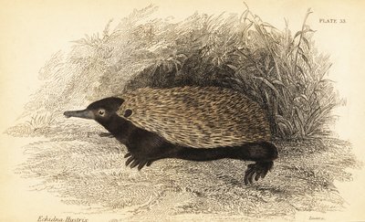 Kortnebb echidna, Tachyglossus aculeatus., 1841 (gravering) av Georges Robert Waterhouse