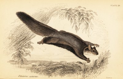 Ekornglider, Petaurus norfolcensis., 1841 (gravering) av Georges Robert Waterhouse