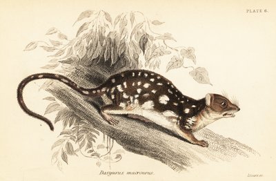 Tiger quoll, Dasyurus maculatus., 1841 (gravering) av Georges Robert Waterhouse