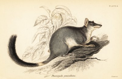 Tuan eller vanlig wambenger, Phascogale tapoatafa. ,1841 (gravering) av Georges Robert Waterhouse