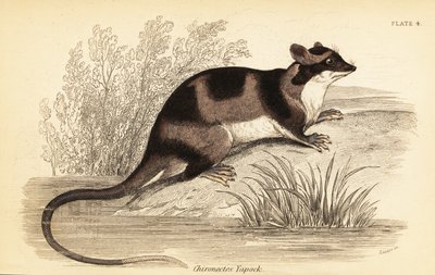 Vannopossum eller yapok, Chironectes minimus. ,1841 (gravering) av Georges Robert Waterhouse
