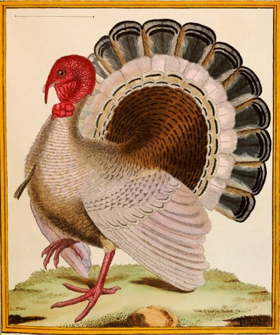 Et Tyrkia, fra "Histoire Nouvelles des Oiseaux", 1771-86 av Georges de Buffon