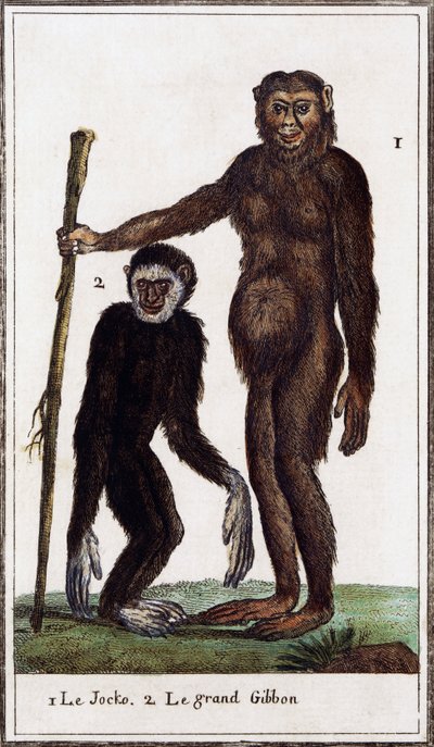 Jocko, sjimpanse eller gibbon, illustrasjon fra Histoire naturelle, av Georges-Louis Leclerc greve av Buffon (1707-1788), akvarellgravering av Georges de Buffon
