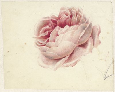 Rød rose av Georgius Jacobus Johannes van Os