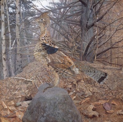 Rypehann i skogen, 1907-08 av Gerald Thayer