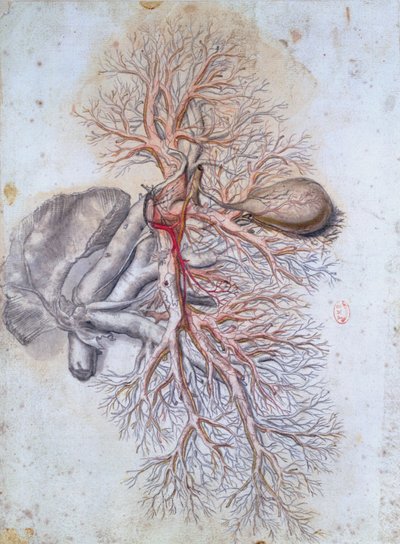 Blodkar i leveren og galleblæren, fra Anatomia Humani Corporis av Govard Bidloo (1649-1713) ca. 1685 av Gerard de Lairesse