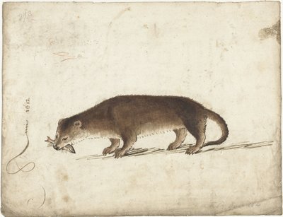Oter med en fisk i kjeften av Gerard ter Borch (I)
