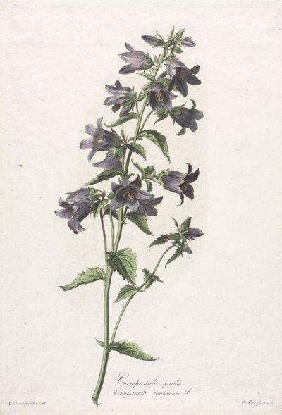 Blomster hentet fra naturen: Klokkeblomst, ca. 1800. av Gerard van Spaendonck