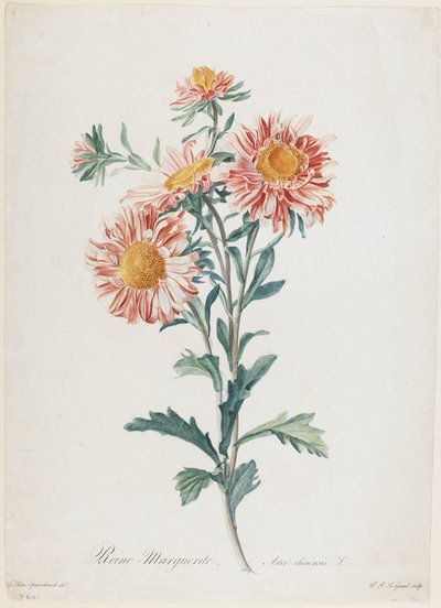 Reine-Marguerite, fra Flowers Drawn from Nature, ca. 1800 (håndfarget stiplegravering) av Gerard van Spaendonck