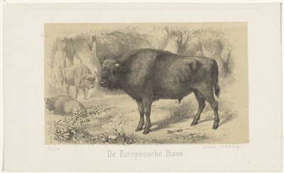 Europeisk bison The European Bison (tittel på objekt) av Gerardus Johannes Bos