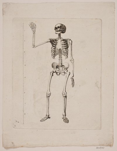 Skjelett av Gerhard Ludvig Lahde