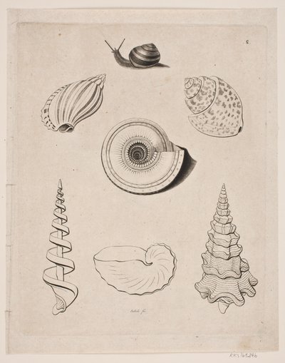 Tavle med snegler av Gerhard Ludvig Lahde