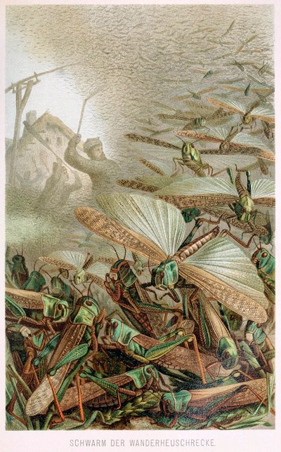 A Swarm of Locusts, fra Brehms Tierleben, pub. 1860-talls fargelitografi, 1860. av German School