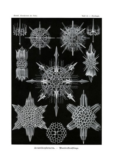 Acanthophracta, 1899-1904 av German School