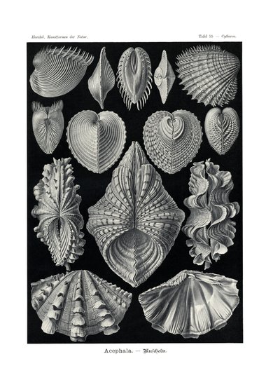 Acephala, 1899-1904 av German School