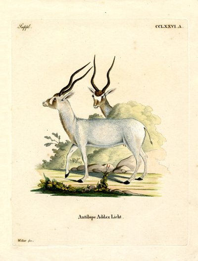 Addax Antilope (farget gravering) av German School