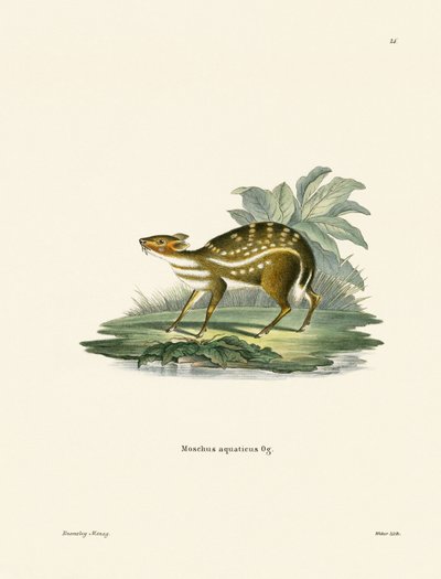 Afrikansk Chevrotain (farget gravering) av German School
