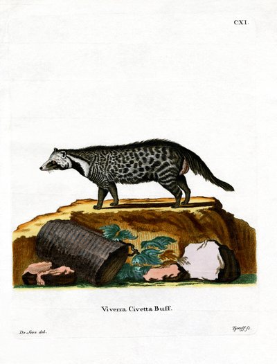 African Civet (farget gravering) av German School
