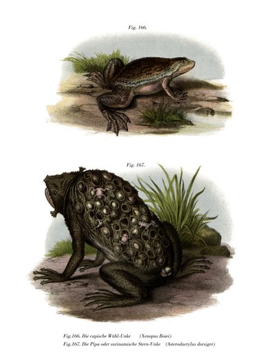 African Clawed Frog (farge litho) av German School