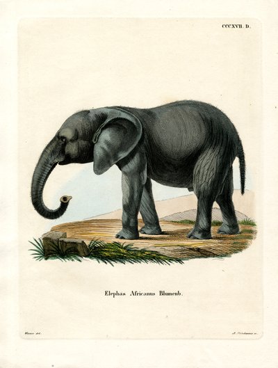 Afrikansk elefant (farget gravering) av German School