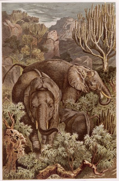 African Elephant, tallerken fra Brehms Animal Life: General Knowledge of the Animal Kingdom, vol 3, s. 9, utgitt av Bibliographic Institute, 1891 av German School