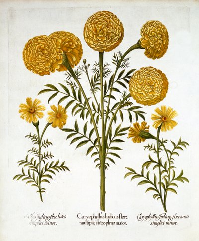 Afrikansk ringblomst og fransk ringblomst, fra Hortus Eystettensis, av Basil Besler (1561-1629), pub. 1613 (håndfarget gravering) av German School