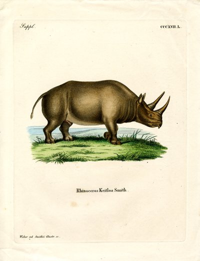 Afrikansk neshorn (farget gravering) av German School