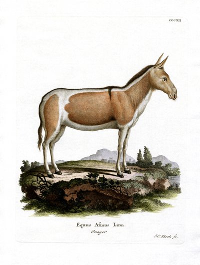 African Wild Ass (farget gravering) av German School