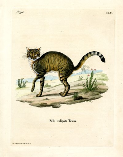 African Wildcat (farget gravering) av German School